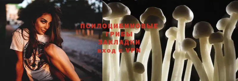 Псилоцибиновые грибы Psilocybine cubensis  Балабаново 